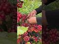 sangat Menggemaskan bukan ?  #farming #agrikultur #teknikpertanian #nature #satisfying #agriculture