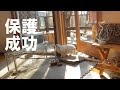 【42】山の野良猫シロさんを保護して病院へ