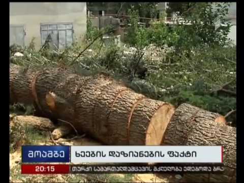 მწვანე ნარგავების უნებართვო განადგურებაზე, შესაძლოა, კიდევ ერთი გამოძიება დაიწყოს