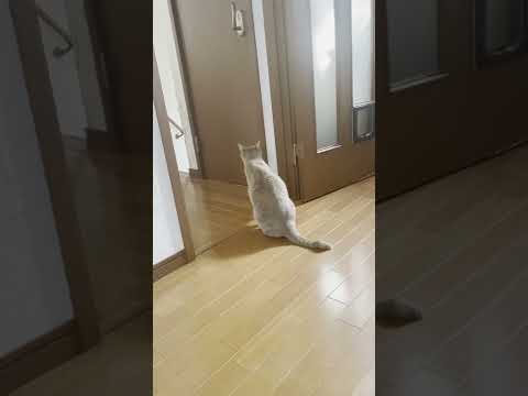 修学旅行でいない息子を健気に探す猫