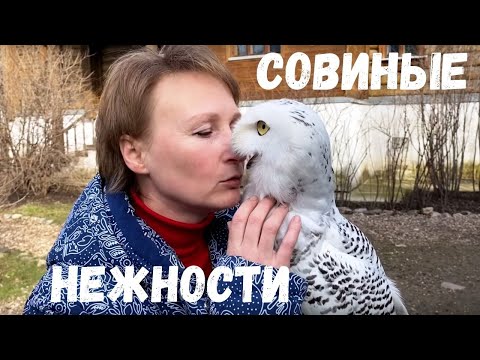 Полярная-сова-Добрыня.-Ответы-на-вопросы.