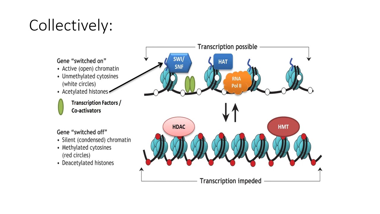19 April 2021 chromatin narrated
