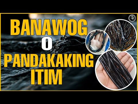 Video: Mga Itim na Batik Sa Mga Halamang Rudbeckia - Paggamot ng mga Batik-batik na Dahon Sa Black Eyed Susan