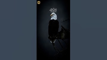 هنالك تبلو كل نفس ما اسلفت ((القارئ عبد الرحمن مسعد))