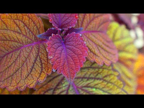 Video: Coleus Ist Die Farbe Der Leidenschaft. Pflanzen, Pflege, Fortpflanzung. Foto