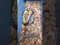 Another fresh shed hit them heartsfollow gp snakes  httpslinktreegpsnakesinblue freshshed