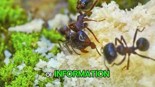The Behavior Of Ants-King Of Insects