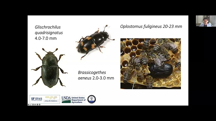 Control orgánico del pequeño escarabajo de la colmena: aprende de la investigación apícola