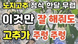 5월의 고추밭관리 고추곁순제거 고추1차추비 방아다리첫 고추 따주기 고추밭에 그물망치기