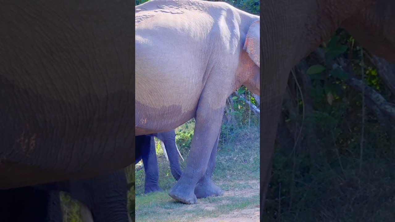 Sri lanka #goviral #elephant #nature #wildlife #wildelephant
