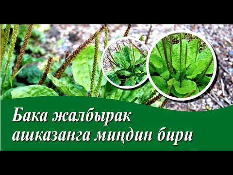 Video: Ути миалгияны пайда кылабы?