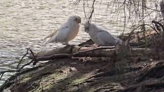 Australia Short billed Corella. Campbelltown.