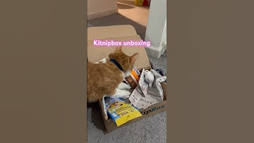 Kitnipbox unboxing #catshorts  #catvideos #cat  #funnycats  #funnyvideo