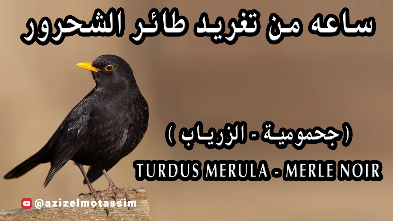 ساعه من تغريد طائر الشحرور ( جحمومية - الزرياب ) Turdus merula