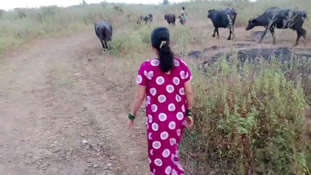 गावाकडची संध्याकाळ (गुर ढोर)चरुण येताना