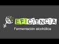 FERMENTACIÓN ALCOHÓLICA. Piruvato descarboxilasa Etanol CO2 Anaerobiosis