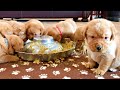 10 PUPPIES EAT THEIR 1ST MEAL!!