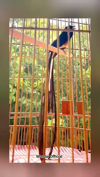 Burung Murai Batu Ekor Panjang,Kira2 berapa cm ini ya?😲 #muraibatu #muraibatuekorpanjang #kicaumania