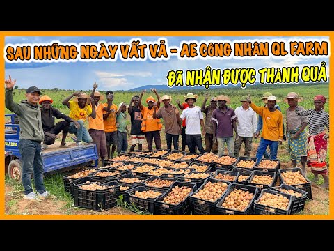 Quanglinhvlogs || Sau Những Ngày Vất Vả Anh Em Quang Linh Farm Đón Nhận Thành Quả