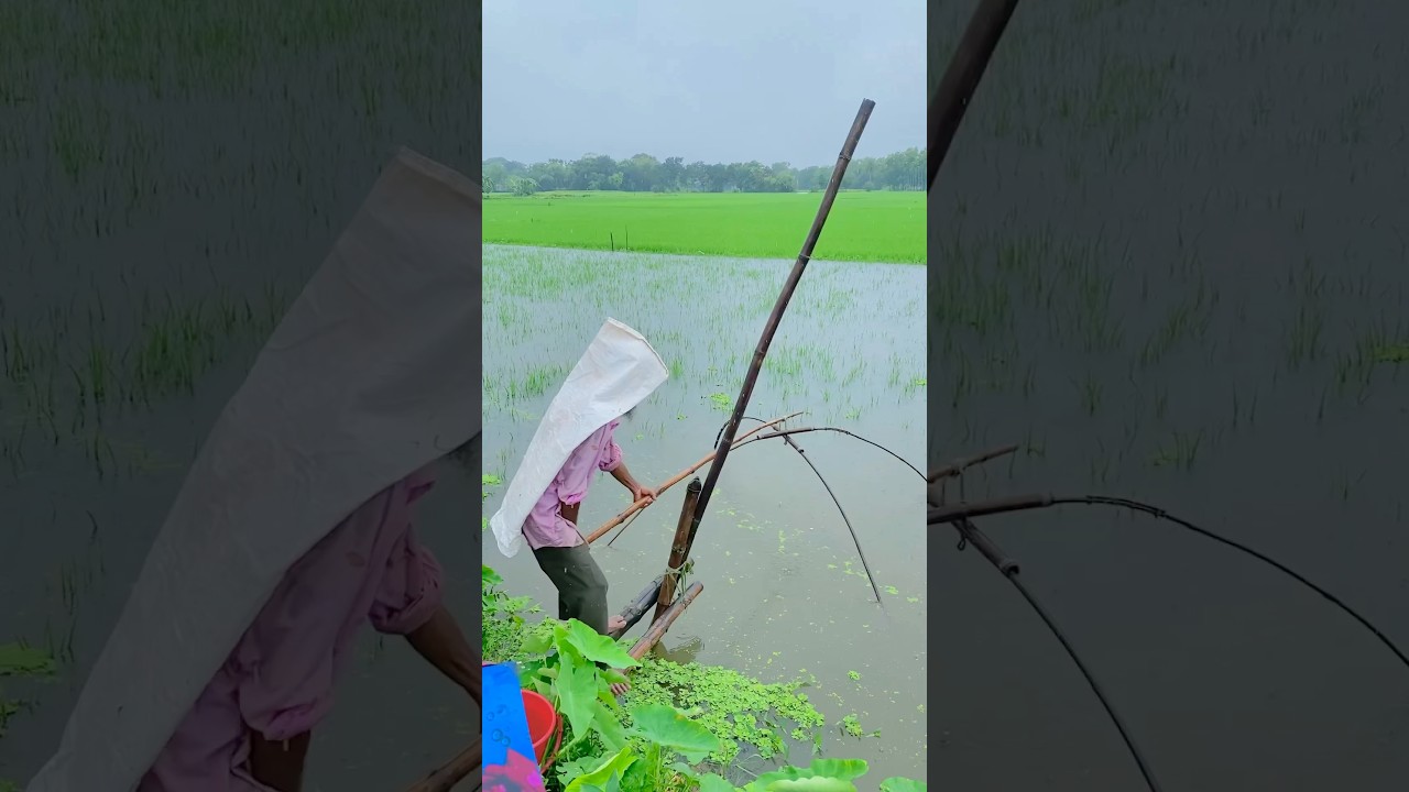 Traditional Fishing in the Rice Fields 