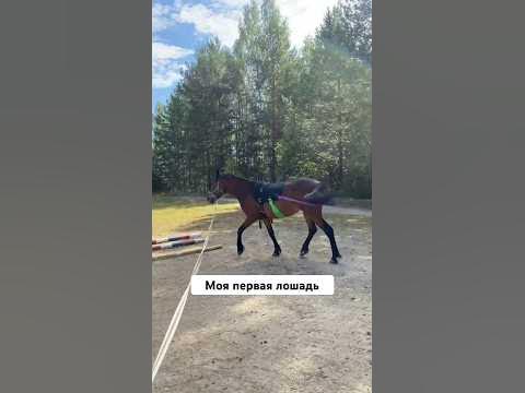 А СКОЛЬКО ЛОШАДЕЙ У ВАС? #конныйспорт #лошади #конюшня - YouTube