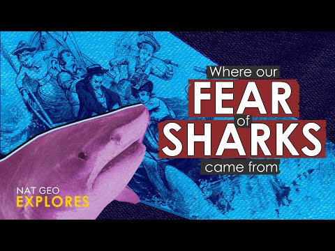 National Geographic Explorer: Why Are We So Afraid of Sharks? | National Geographic Magazine