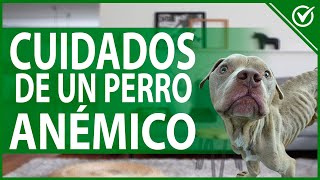 Cuál es la Mejor Alimentación para un Perro con Anemia | Guía de Cuidados