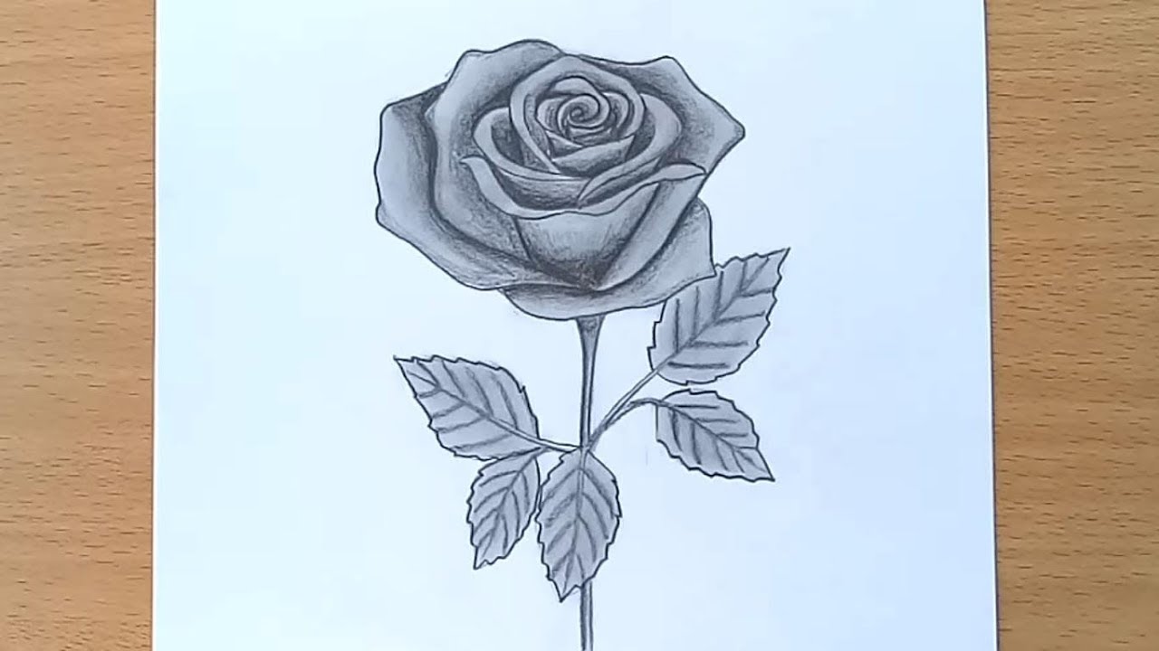 Pin on Drawing Roses