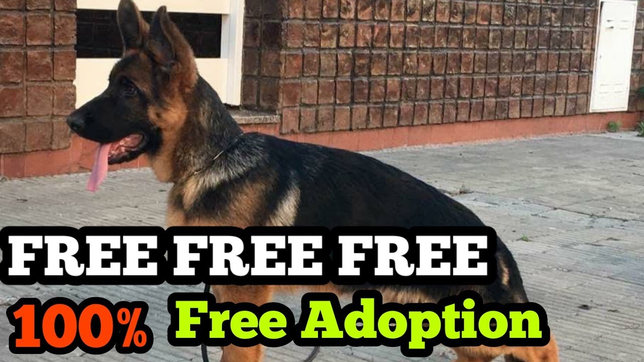 german shepherd free adoption