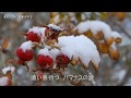 北そだち/夏木えいじ Cover:arakan