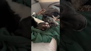 Karl is odd #derp #doggo #puppy #silly #pupper #cute #aww #dogs #play Karl is odd #derp #doggo #puppy #silly #pupper #cute #aww #dogs #play
