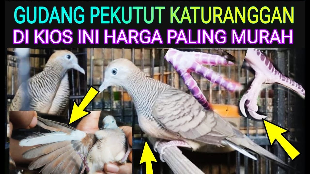 ✅KIOS (GUDANGNYA) PERKUTUT KATURANGGAN ANEH TAPI NYATA HARGA CUKUP MURAH DI PASAR BURUNG PRAMUKA