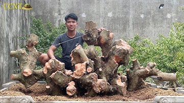 Đóng Ghép Ngọn Sanh Tán Tầng Biến Hóa Sau 3 Ngày | Dũng Mũ Rơm