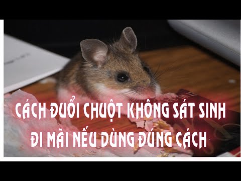 Video Cách ĐUỔI CHUỘT không Sát Sinh Đi Mãi Mãi #help&share... - youtube
