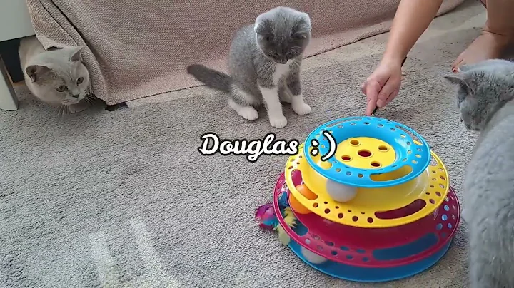 Video 788451: cattery british, bicolor british, male british