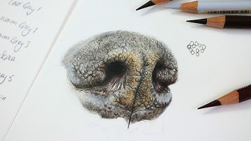 How To Draw a Realistic Dog Nose with Colored Pencil | Step by Step