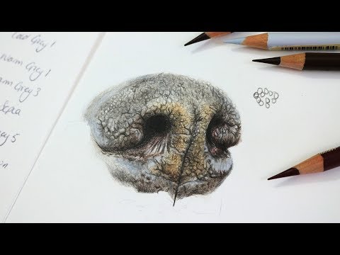how-to-draw-a-realistic-dog-nose-with-colored-pencil-|-step-by-step