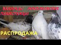 Продаются Бакинские Николаевские и Пакистанские голуби!