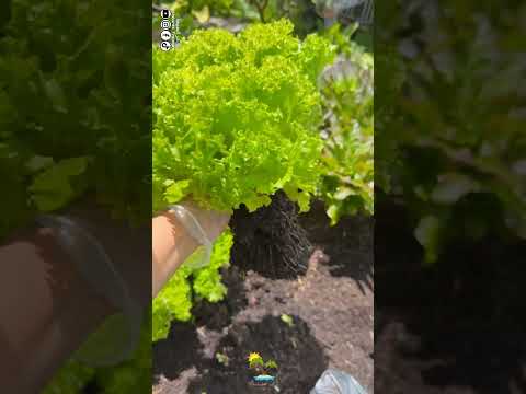 اطيب واجمل انواع الخس