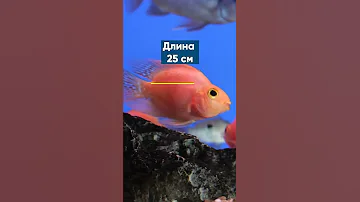 Рыба попугай - секрет популярности #Shorts