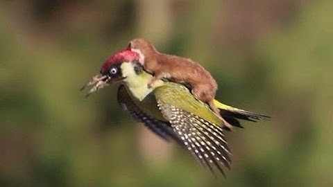 Weasel Riding On A Bird - Parry Gripp
