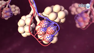 ¿Cómo elimina el sistema respiratorio el dióxido de carbono?