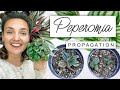 Fastest peperomia plant propagation  propagate with me 