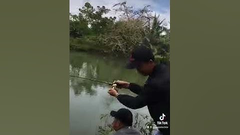 Câu Lure Cá Lóc Dính cá Trê 7kg