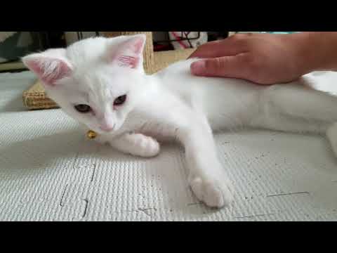 子猫しらたま　蔵出し映像⑤