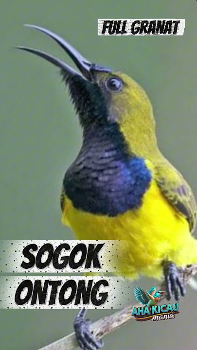 SOGOK ONTONG FULLGRANAT #kicaumania #masteranjernih #fypシ゚viral #kacerfighter #burung #muraibatu