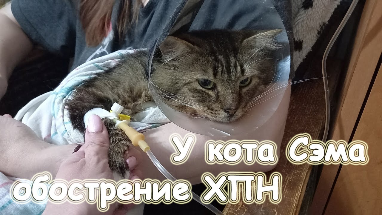 Действие кота если сема. Кот Сема. Кот Генсухи Сэм. Симпа старший кот.