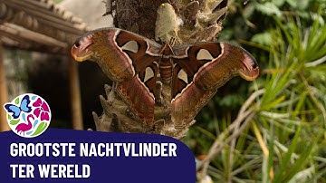 Atlasvlinder te zien in junglepark de Orchideeën Hoeve