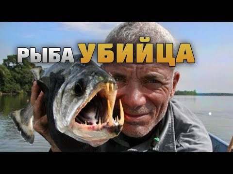 ЭТА РЫБА ОХОТИТСЯ НА СУШЕ. ЕСЛИ УВИДИШЬ ЕЕ - БЕГИ И ПРОСИ О ПОМОЩИ!