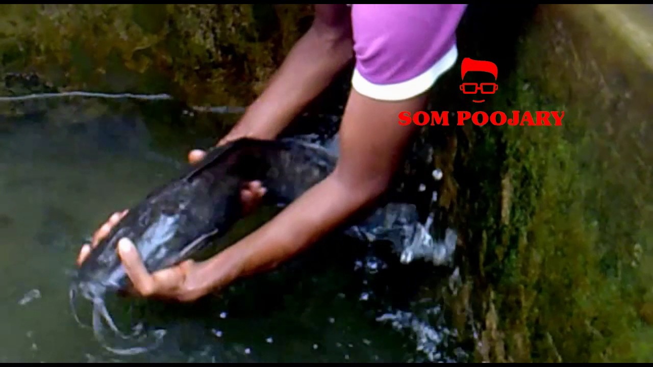 walking catfish aquarium Biggest walking catfish caught by fishing